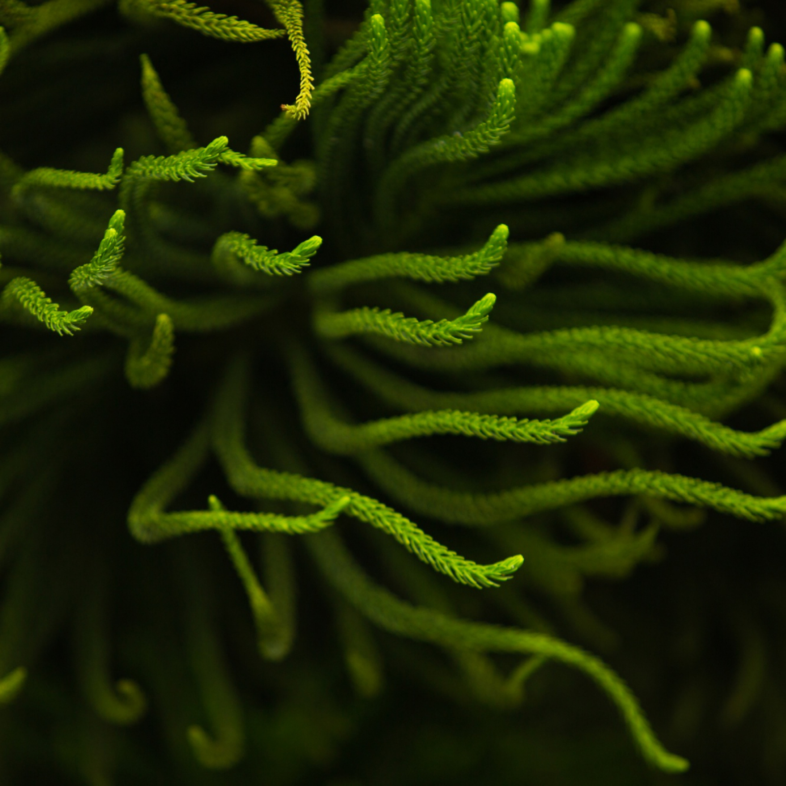 Imagem para a categoria Plantas