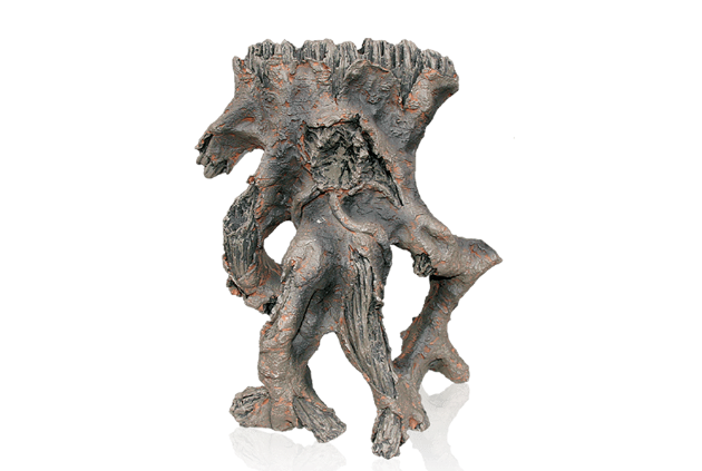 Picture of Indian Root 1