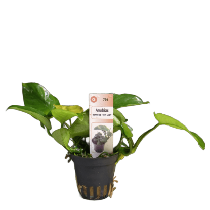 Imagem de Anubias Barteri sp. 'coin leaf'