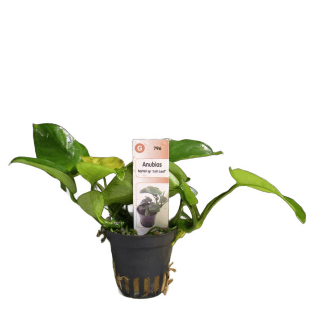 Imagem de Anubias Barteri sp. 'coin leaf'