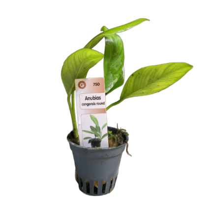 Imagem de Anubias Congensis Round