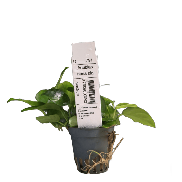 Picture of Anubias Nana Big