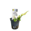 Imagem de Anubias Nana Pinto