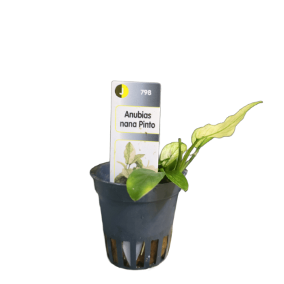 Imagem de Anubias Nana Pinto