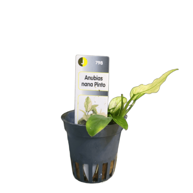 Imagem de Anubias Nana Pinto