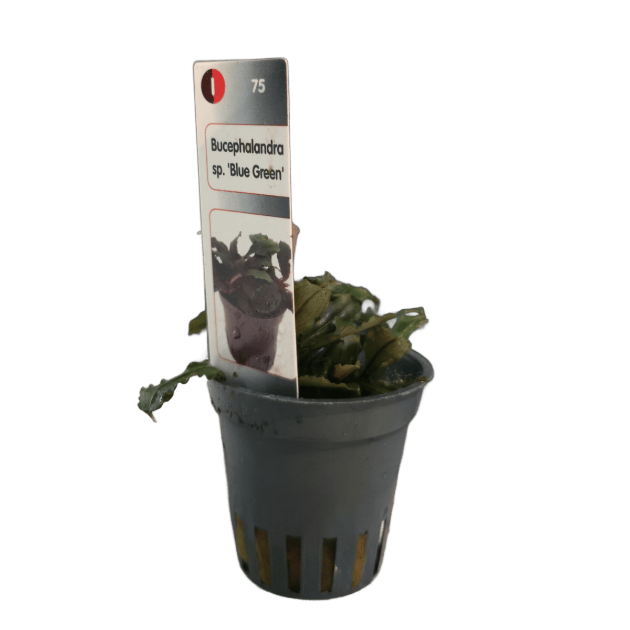 Imagem de Bucephalandra SP Blue Green