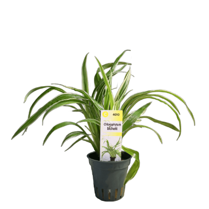Imagem de Chlorophytum Bichetii
