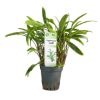 Imagen de Cryptocoryne  Nevillii