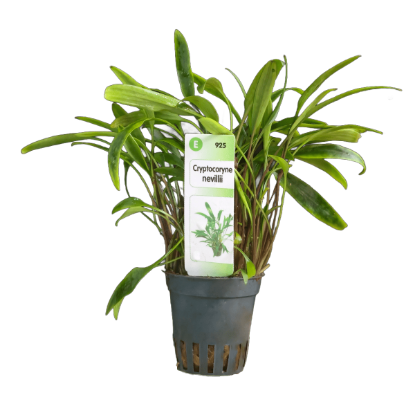 Imagem de Cryptocoryne  Nevillii