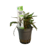 Imagen de Cryptocoryne  Walkerii