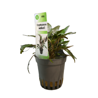 Imagem de Cryptocoryne  Walkerii
