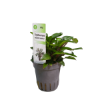 Imagen de Cryptocoryne Beckettii Viridifolia