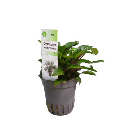 Imagem de Cryptocoryne Beckettii Viridifolia
