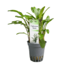 Imagem de Cryptocoryne Lucens