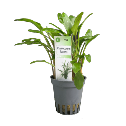 Imagem de Cryptocoryne Lucens