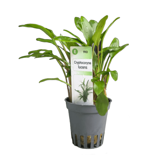 Imagem de Cryptocoryne Lucens