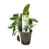 Imagen de Cryptocoryne Willisii