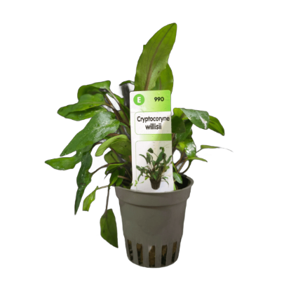 Imagem de Cryptocoryne Willisii
