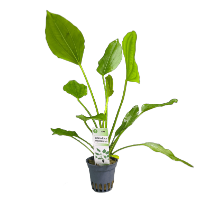 Imagem de Echinodorus Argentinensis