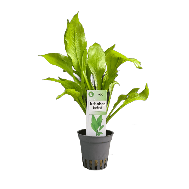 Imagem de Echinodorus Bleheri