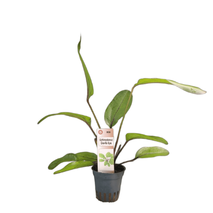 Imagem de Echinodorus Devils Eye