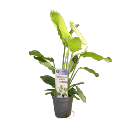 Imagem de Echinodorus Oriental