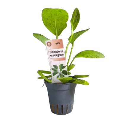 Imagem de Echinodorus Ozelot Green