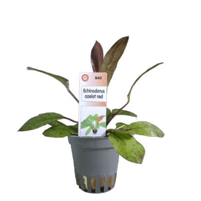 Imagem de Echinodorus Ozelot Red