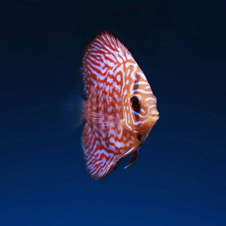 Imagem para a categoria Discus