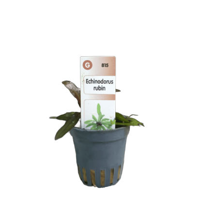 Imagem de Echinodorus Rubin