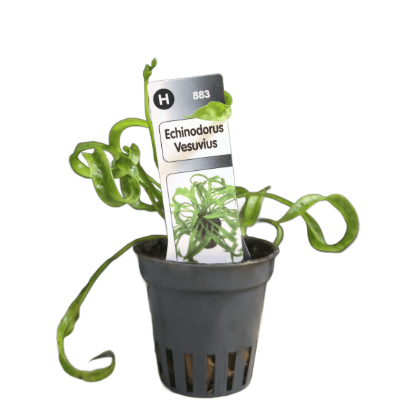 Imagem de Echinodorus Vesuvius