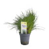 Imagem de Eleocharis Parvula