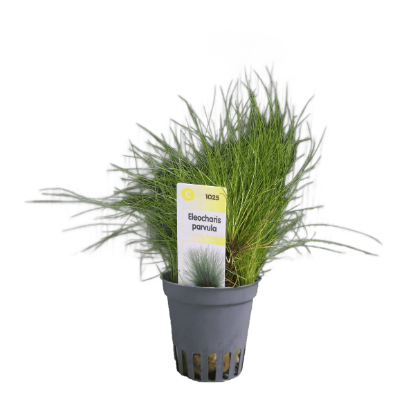 Imagem de Eleocharis Parvula