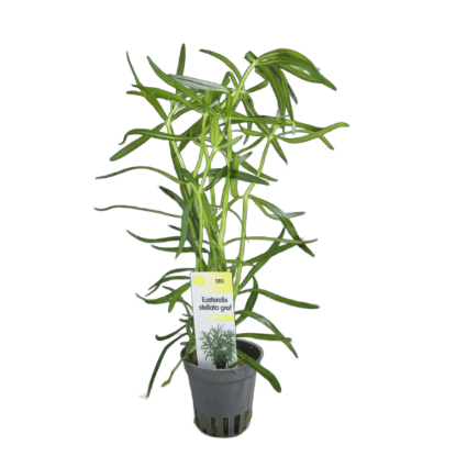 Imagem de Eusteralis Stellata Grof