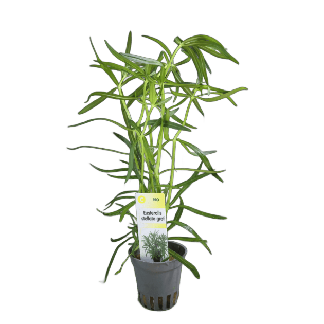 Picture of Eusteralis Stellata Grof