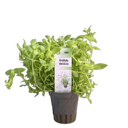 Imagem de Gratiola Viscidula