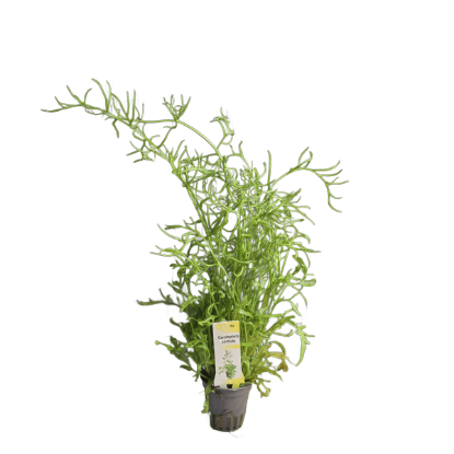 Imagem de Ceratopteris Cornuta