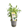 Imagem de Heteranthera Zosterifolia