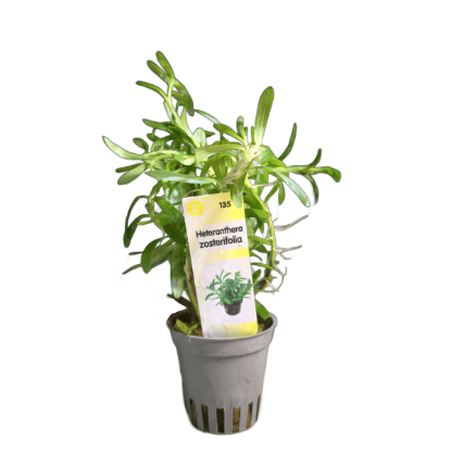 Imagem de Heteranthera Zosterifolia