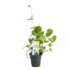 Imagem de Hydrocotyle Leucocephala
