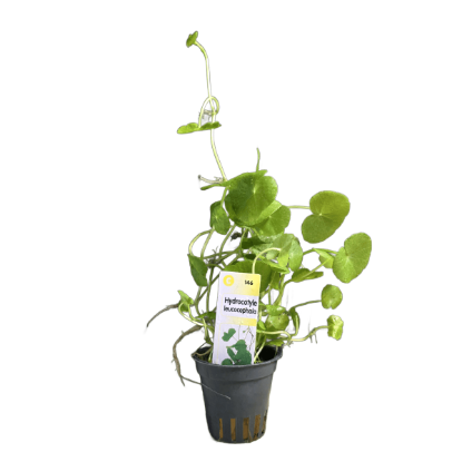 Imagem de Hydrocotyle Leucocephala