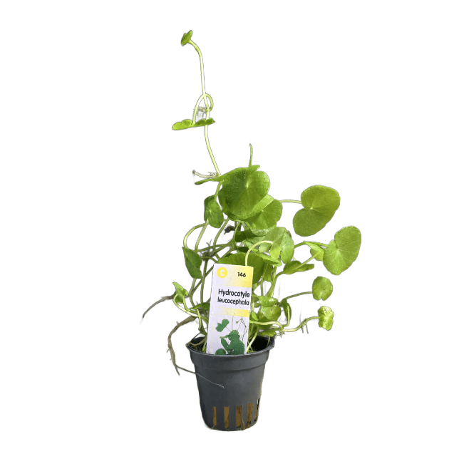 Imagem de Hydrocotyle Leucocephala