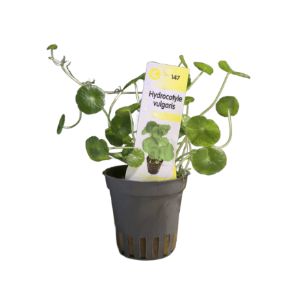 Imagem de Hydrocotyle Vulgaris