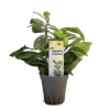 Picture of Hygrophila Corymbosa