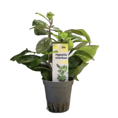 Imagem de Hygrophila Corymbosa