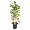 Picture of Hygrophila Pantanal Wavy