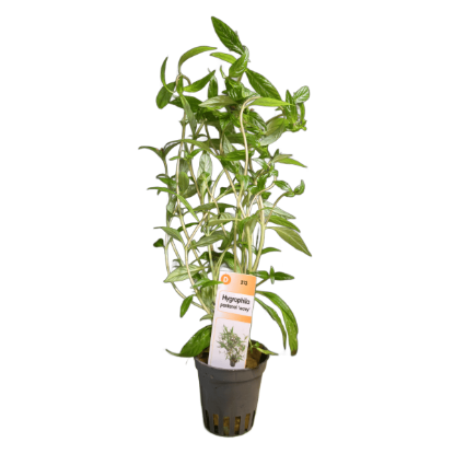 Imagem de Hygrophila Pantanal Wavy