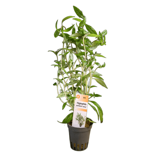 Picture of Hygrophila Pantanal Wavy