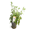 Picture of Hygrophila Pinnatifida