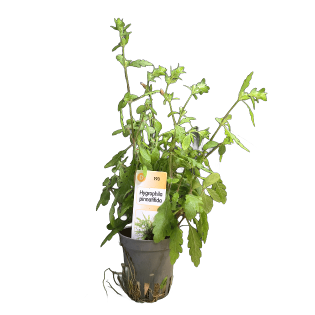 Picture of Hygrophila Pinnatifida